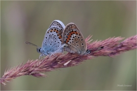 <p>MODRÁSEK ČERNOLEMÝ (Plebejus argus) Mladoboleslavsko --- /Silver-studded blue - Geißklee-Bläuling/</p>